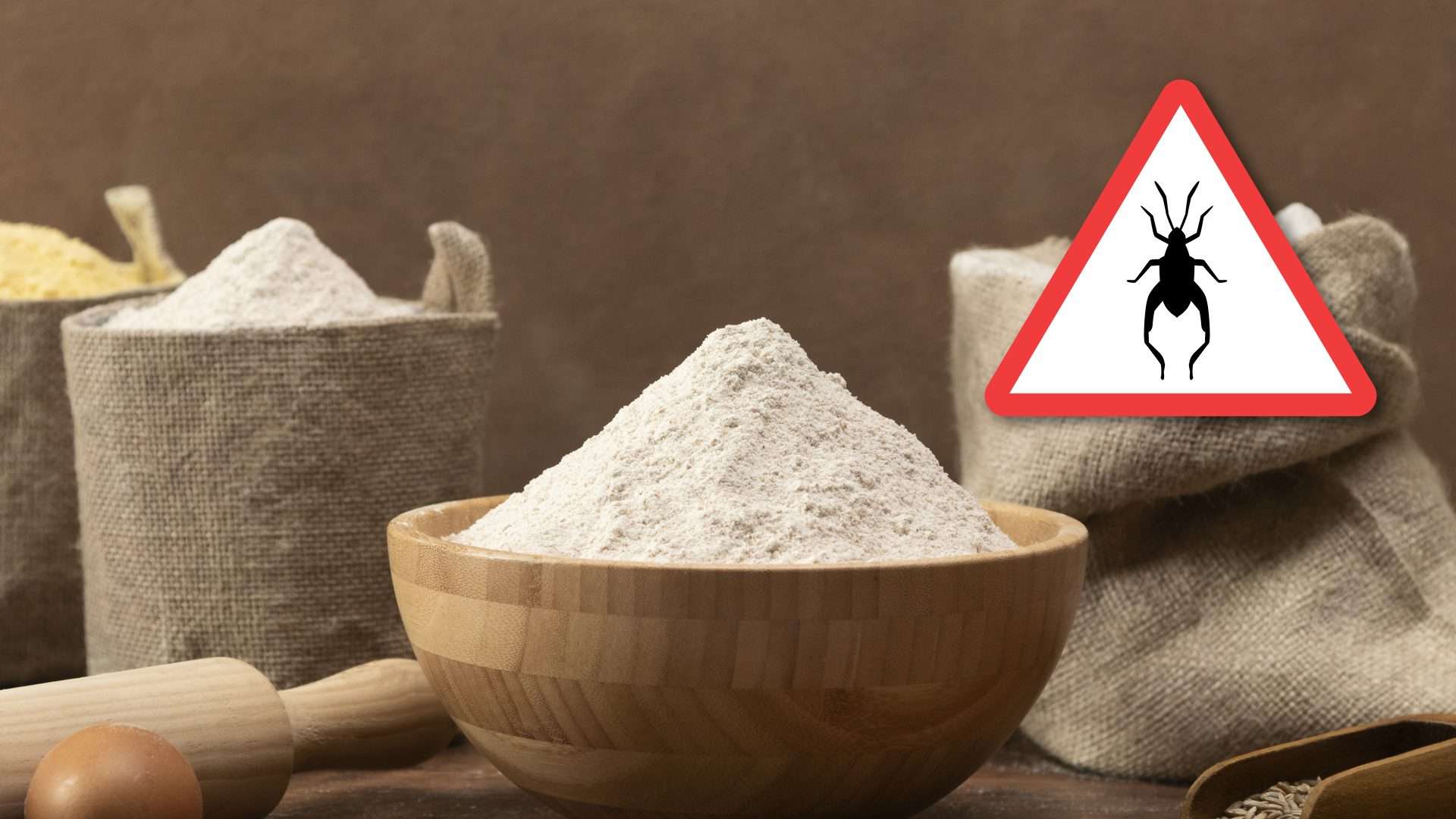 Farine di insetti: alternativa di consumo